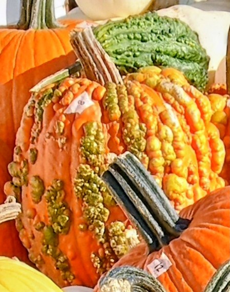Just love the Harvest Time of the year🎃🌽🍁.